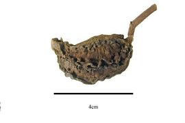  Fruit:  Erisma calcaratum ; Photo by R. Gibbons, USDA APHIS PPQ, Kirkbride et al. (2006)
