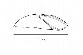  Embryo:  Ruizterania esmeraldae ; Illustration by K. Parker, Kirkbride et al. (2006)
