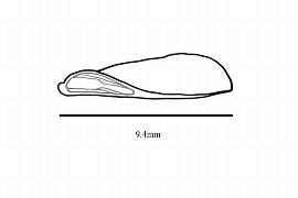  Embryo:  Vochysia hondurensis ; Illustration by K. Parker, Kirkbride et al. (2006)
