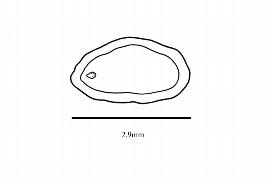  Embryo:  Zygogynum  sp.; Illustration by K. Parker, Kirkbride et al. (2006)
