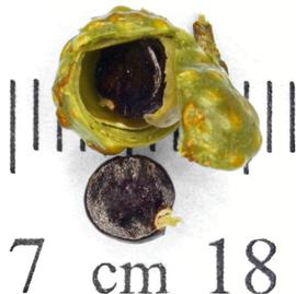   Fruit, seed:   Zanthoxylum  sp., follicle with seeds inside; Photo by N. Diaz, USDA APHIS PPQ, imageID.idtools.org
