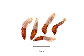  Seeds:   Rhynchanthus beesianus ;nbsp;Photo by R. Gibbons, USDA APHIS PPQ, Kirkbride et al. (2006)
