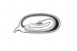   Embryo:   Zostera marina ;nbsp;Illustration by K. Parker, Kirkbride et al. (2006) 
