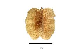  Fruit:  Zygophyllum howittii ; Photo by R. Gibbons, USDA APHIS PPQ, Kirkbride et al. (2006)
