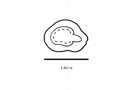  Embryo:  Augea capensis ; Illustration by K. Parker, Kirkbride et al. (2006)
