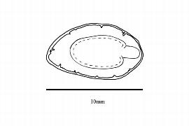  Embryo:  Guaiacum sanctum ; Illustration by K. Parker, Kirkbride et al. (2006)
