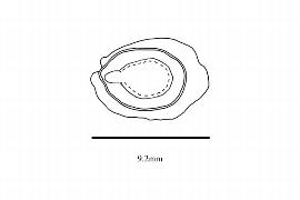  Embryo:  Morkillia mexicana ; Illustration by K. Parker, Kirkbride et al. (2006)
