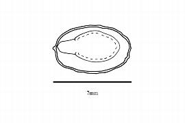  Embryo:  Guaiacum angustifolium ; Illustration by K. Parker, Kirkbride et al. (2006)
