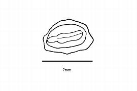  Embryo:  Viscainoa geniculata ; Illustration by K. Parker, Kirkbride et al. (2006)
