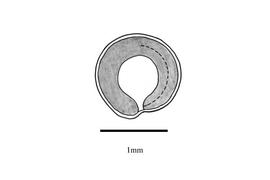   Embryo:   Chenopodium hircinum ; Illustration by K. Parker, Kirkbride et al. (2006)
