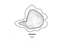   Embryo:   Asystasia schimperi ; Illustration by K. Parker, Kirkbride et al. (2006)
