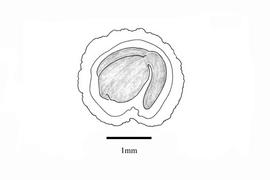   Embryo:   Justicia flava ; Illustration by K. Parker, Kirkbride et al. (2006)
