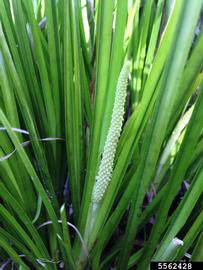   Inflorescence:   Acorus  sp.; Photo by S.L. Winterton, Aquarium and Pond Plants of the World
