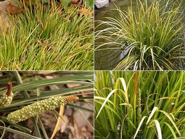   Infructescence:   Acorus gramineus ; Photo by S.L. Winterton, Aquarium and Pond Plants of the World
