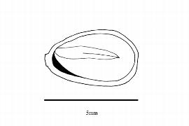   Embryo:   Actinidia rubricaulis  var.  coriacea ; Illustration by K. Parker, Kirkbride et al. (2006)
