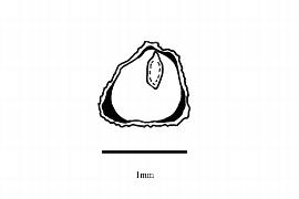   Embryo:   Saurauia scabrida ; Illustration by K. Parker, Kirkbride et al. (2006)
