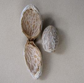   Fruit, seed:   Adonidia merrillii , endocarp with seed removed; Photo by K.E. Clancy, USDA APHIS PPQ, imageID.idtools.org 
