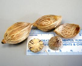   Fruit, seed:   Adonidia merrillii , dissected endocarp, dissected seed, two intact endocarps; Photo by K.E. Clancy, USDA APHIS PPQ, imageID.idtools.org
