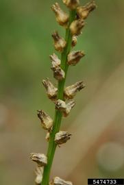   Infructescence:   Aletris lutea ; Photo by K.A. Rawlins, University of Georgia, bugwood.org
