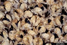   Fruits, seeds:   Allium cepa ; Photo by G. Homes, Strawberry Center, Cal Poly San Luis Obispo, bugwood.org 
