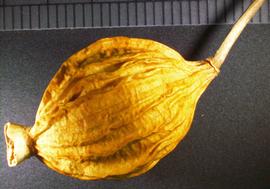   Fruit:   Alpinia  sp.;nbsp;Photo by K. Rock, USDA APHIS PPQ, imageID.imageID.org 
