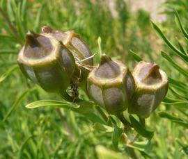   Fruits:   Alstroemeria aurea ; Photo by Z. Akulova, calphotos.berkeley.edu
