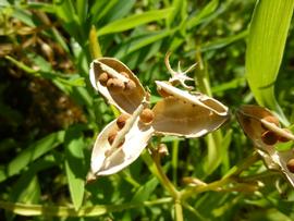   Fruit, seeds:   Alstroemeria aurea ; Photo by Z. Akulova, calphotos.berkeley.edu 
