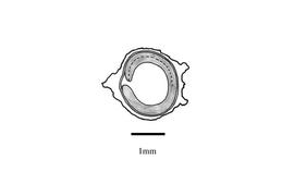   Embryo:     Digera muricata ; Illustration by K. Parker, Kirkbride et al. (2006)
