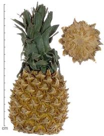   Fruit:   Ananas comosus ; Photo by Lyndon Photography, imageid.org
