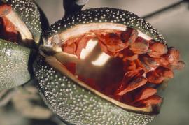   Fruit, seeds:  Apocynaceae; Photo by H.H. Iltis, University Wisconsin-Digitized Collections
