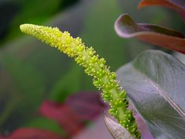   Infructescence:   Aponogeton lancesmithii , immature infructescence; Photo by S. Winterton, CDFA, imageid.org
