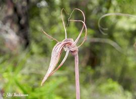   Flower:   Arachnitis uniflora ; Photo by eitel, gbif.org
