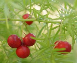   Fruits:   Asparagus aethiopicus ; Photo by A. Yee, flickr.com
