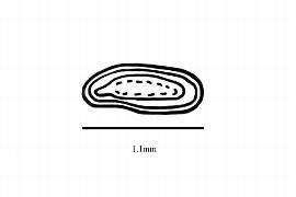   Embryo:   Alnus orientalis ; Illustration by K. Parker, Kirkbride et al. (2006)
