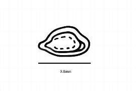   Embryo:   Betula ermanii ; Illustration by K. Parker, Kirkbride et al. (2006)
