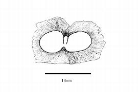   Embryo:   Catalpa speciosa ; Illustration by K. Parker, Kirkbride et al. (2006)
