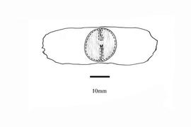   Embryo:     Mansoa alliacea ; Illustration by K. Parker, Kirkbride et al. (2006)
