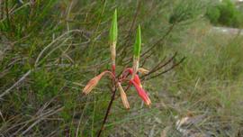   Fruits:   Blandfordia nobilis ; Photo by John Tann, flickr.com
