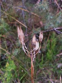   Fruits:   Blandfordia nobilis ; Photo by David, gbif.org 
