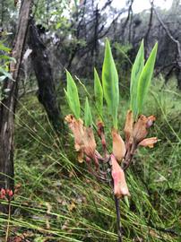   Fruits:   Blandfordia nobilis ; Photo by David, gbif.org
