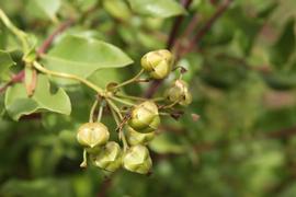   Fruits:   Bomarea salsilla ; Photo by Diego Arancibia, gbif.org
