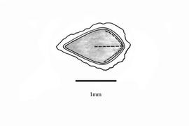   Embryo:   Amsinckia calycina : Illustration by K. Parker, Kirkbride et al. (2006)
