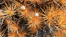   Infructescence:   Borya septentrionalis ; Photo by coenobita, gbif.org
