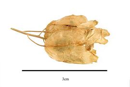   Fruits:   Thlaspi arvense ; Photo by R. Gibbons, USDA APHIS PPQ, Kirkbride et al. (2006)
