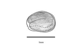   Embryo:   Erucaria hispanica ; Illustration by K. Parker, Kirkbride et al. (2006)
