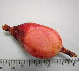   Fruit:   Bromelia pinguin ; Photo by N. Diaz, USDA APHIS PPQ, imageID.idtools.org
