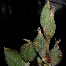   Fruits:   Bromelia pinguin ; Photo by R. Aguilar, Flickr
