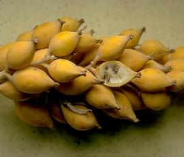   Infructescence:   Bromelia pinguin ; Photo by M. & G. Vargas, eol.org
