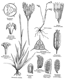   Fruit, seed, embryo:   Burmannia  sp.; Illustration by L. Steinheil and A. Riocreux, A general system of botany (1873), courtesy of Biodiversity Heritage Library 
