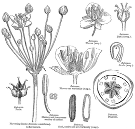   Fruit, seed:   Butomus  sp.; Illustration by L. Steinheil and A. Riocreux, A general system of botany (1873), courtesy of Biodiversity Heritage Library 
